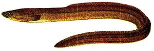 European eel