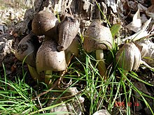 Coprinopsis romagnesiana