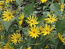 Helianthus tuberosus