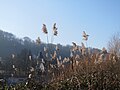 Saarbrücken, Januar 2017