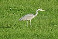 Reiger op jacht naar prooi