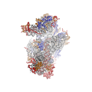 40S subunit viewed from the subunit interface side, PDB identifier 2XZM