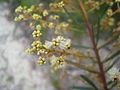 Acacia linifolia 2. jpg