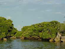 Aldabra Atoll-108994.jpg