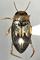 Allodessus bistrigatus 2.jpg