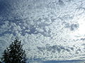 Altocumulus stratiformis