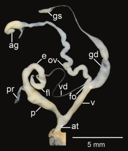 Amphidromus areolatus; at – atrium; e – epiphallus; fl – flagellum; fo – free oviduct; gd – gametolytic duct; gs – gametolytic sac; ov – oviduct; p – penis; pr – penial retractor muscle; v – vagina; vd – vas deferens