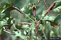 Larvae feeding on Quercus texana