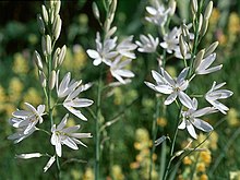 Phalangère à fleurs de lis