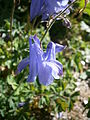 Aquilegia alpina