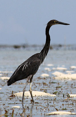 Sumatraanse reiger