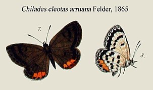 Luthrodes cleotas