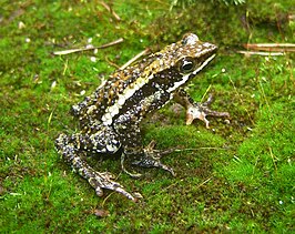 Atelopus laetissimus