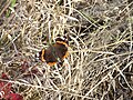 babôčka admirálska (Vanessa atalanta)