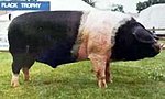 Британски седлар boar.jpg