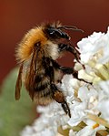 Miniatura per Bombus