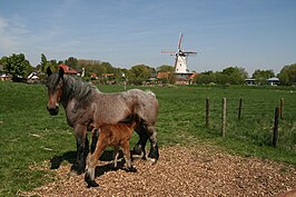 Molen De Graanhalm