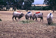 Testing Australian sheep for exhaled methane production (2001), CSIRO CSIRO ScienceImage 1898 Testing Sheep for Methane Production.jpg