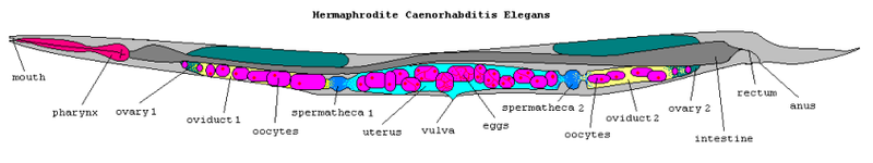 C. elegans anatomy