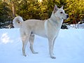 14 / Canaan Dog