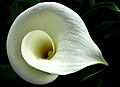 Cala (Zantedeschia aethiopica)