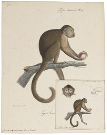 Gravure en couleurs d'un capucin moine assis sur une branche tenant une [[grenade (fruit)]] dans sa main droite.