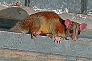 Brown and gray opossum