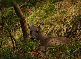 Chinese goral