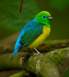 Safiirimarjukka (Chlorophonia cyanea)