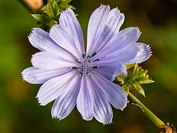 Sikurin (Cichorium intybus) kukinto.