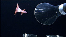 A ROV's suction device about to capture a specimen of the deep sea octopus Cirroteuthis muelleri Cirroteuthis muelleri.jpg