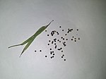 Seeds of Cleome viscosa