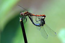 Apareamiento (hembra con abdomen y pterostigma azul)