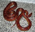 Corn Snake large pregnant female