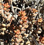 Esemplari di C. brevifolia in habitat.