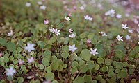 Tappeto erboso formato da esemplari di C. dentata in fiore.