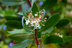 Дримис Винтера (Drimys winteri), цветущее растение