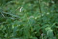 Eastern Forktail, Ischnura verticalis