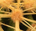 Vue rapprochée d'une aréole de Echinocactus grusonii