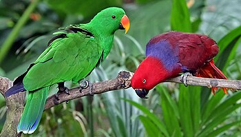 Eclectus Parrot - Male (left) and Female, Sing...
