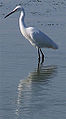 Garzota (Egretta garzetta) En Wikimedia Commons: Garzota