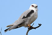 Black-shouldered kite