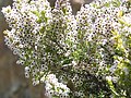 Urze-molar (Erica arborea) em Gorges du Prunelli, na Córsega do Sul, na França