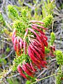 Erica coccinea