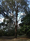 Miniatura para Eucalyptus goniocalyx