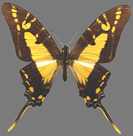 Protographium thyastes