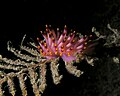 Flabellina pedata nudibranch.jpg