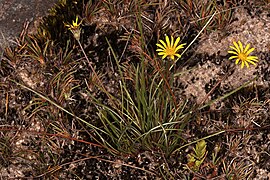 Gazania linearis