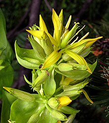 Гелбер Энциан (Gentiana lutea), Blütenstand.jpg