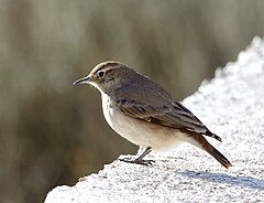 Description de l'image Geositta rufipennis - Rufous-banded miner.jpg.